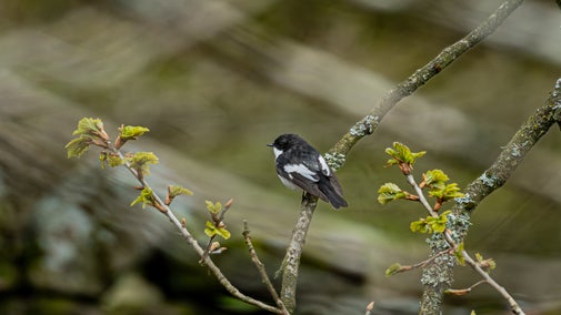 A male pied flycatcher